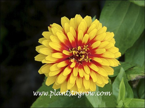 Zinnia Swizzle Scarlet and Yellow